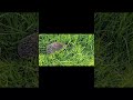 Dokąd tupta jeż #shorts