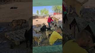 Ура! Поддоны нам подарили, пластиковые. Ташкент #приюткарипиди #животные #помощьбездомным