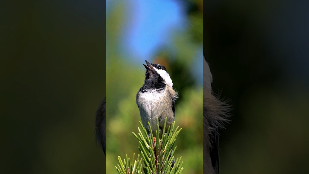 10 Breathtaking Black-Capped Chickadee Images You Must See!