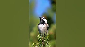 Hear the Adorable Black-capped Chickadee Calls!