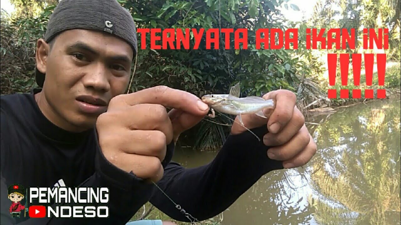 MANCING SELUANG, ADA IKAN KETING