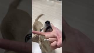 #Chillguy 의 개인기 모음집