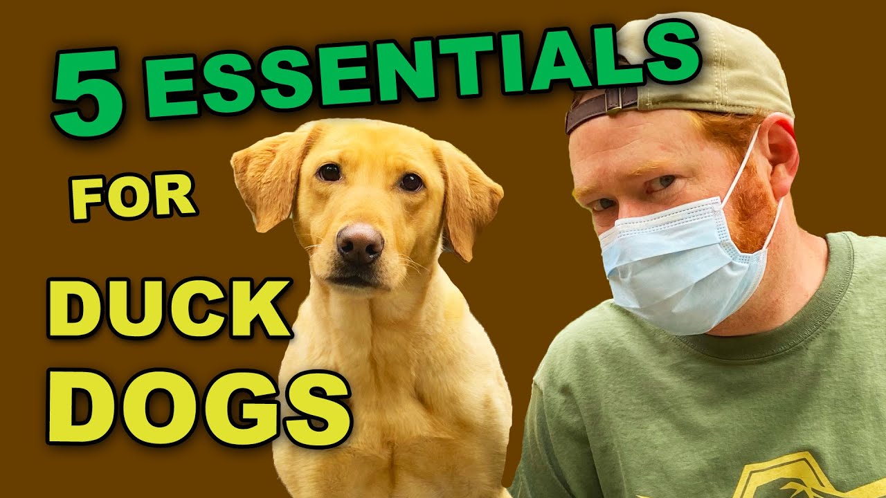 Duck Hunting Dog | Surprising Must Have Gear!