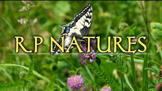 R.p Natures Nature Video 2022 3 Minute Nature Video