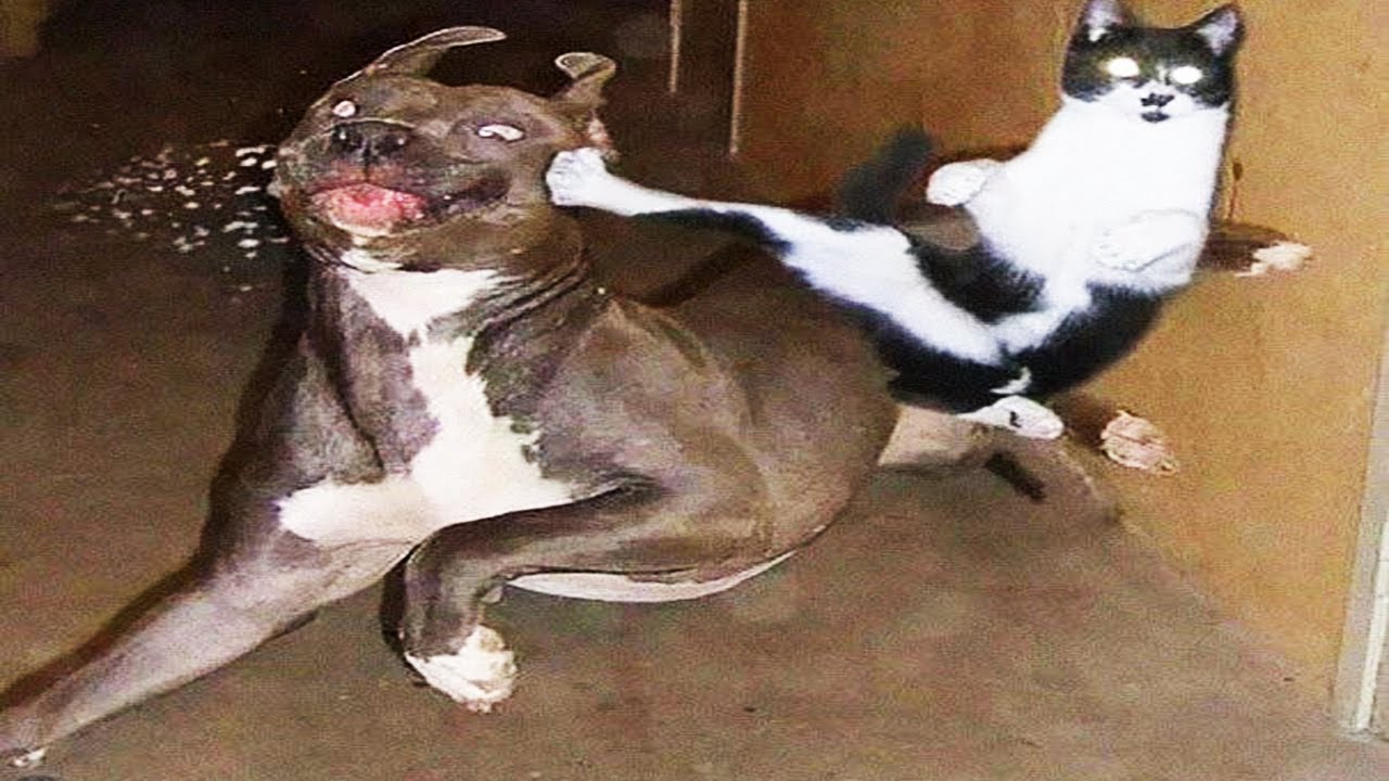 Funny Animal Videos 2022 🐕🐈 / Cute and Funny animals Videos Compilation vol 08 YouTube