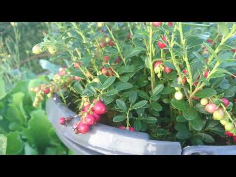 Видео: Как посадить бруснику в горшки - Выращивание брусники в контейнерах