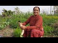 Nepali woman working in the vegetable farm in village side Nepal . Household works. Lifestyle