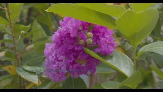 Sony IMX-882 (F-2.65) 76MM 30FPS (4096x2160 Pixel) RAW Video #smartphonecamera #sony #uhd #nature
