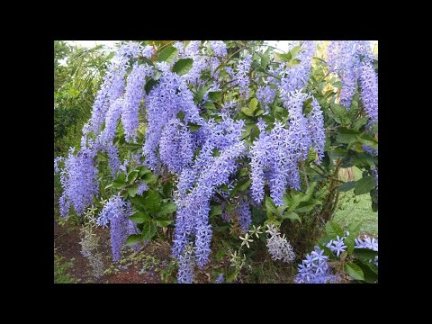 Aprenda a plantar e cultivar a belíssima Petreia Flor-de-São Miguel