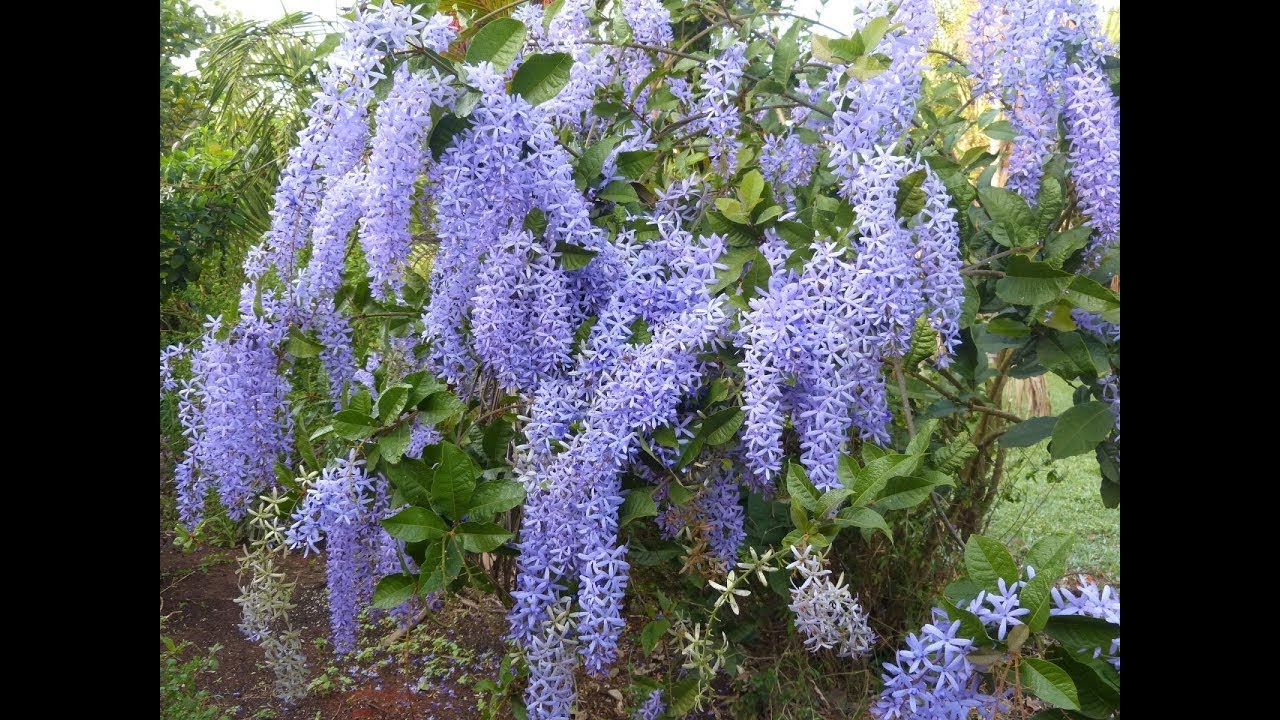 Flor-de-São Miguel: Como Plantar e Cultivar a Petreia (Viuvinha) para ...
