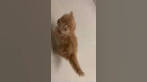 Video 1755771: doll face persian cat, face persian male cat, persian cat male female