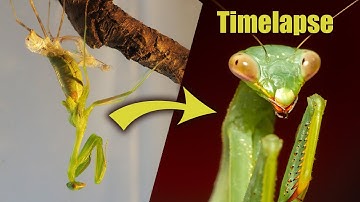 Praying Mantis molting to adulthood No.3  (Timelapse)