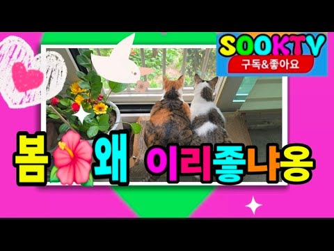 😸Chichi and Coco love spring so much🌸👍😸 #cat #catchannel #SOOKTV #ChichitheCat #CocotheCat #petcat
