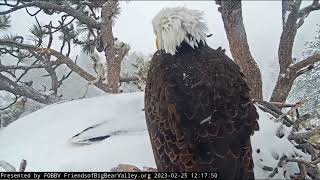 Shadow replaces Jackie FOBBV CAM Big Bear Bald Eagle Live Nest - Cam 1 \/ Wide View - Cam 2