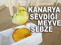 Kanarya Sevdiği Meyveler Sebzeler ve Mamalar