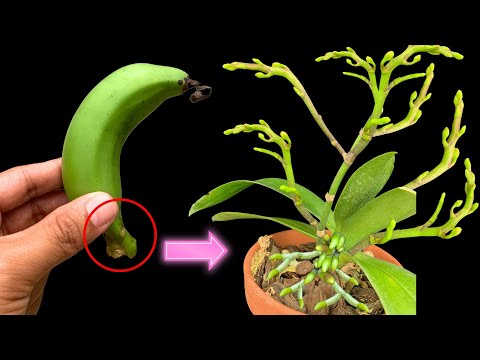 Vídeo: Floreix l'àloe vera: com aconseguir flors a les plantes d'àloe