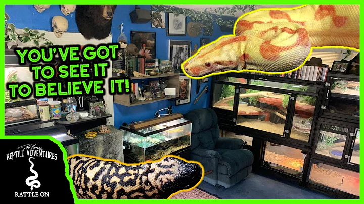 THE GREATEST REPTILE ROOM IN THE COUNTRY!