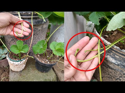 Vídeo: Plantar Mudas De Morango Nós Mesmos