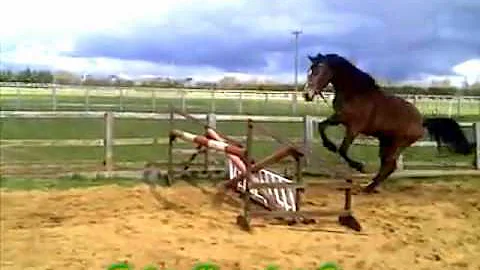 Dale Sport Horses and Neil Fiddes "Excellent Lady"
