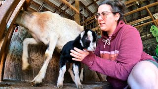 Please Don't STOMP Your Babies!! | First Freshener Goat Birth VLOG by Sage and Stone Homestead 3,322 views 1 month ago 13 minutes, 56 seconds