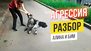 [РАЗБОР] Агрессия собаки к кошкам, мотоциклистам. Русский спаниель.