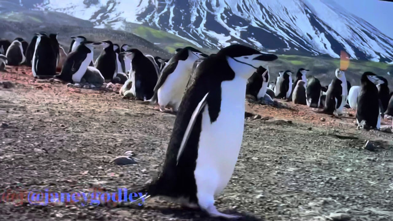 Janette’s going to the shops