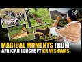 Watch! Kumar Vishwas welcomes 2026 in Africa! Lions, Cheetah Safari & mesmerizing Chang performance