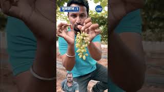 Grapes Farming farming ytshorts vlog
