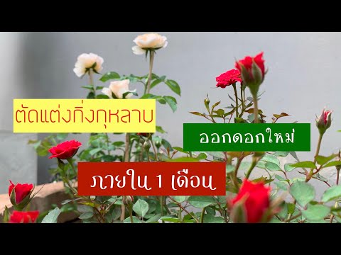 วีดีโอ: กุหลาบตัดแต่งกิ่งฤดูร้อน