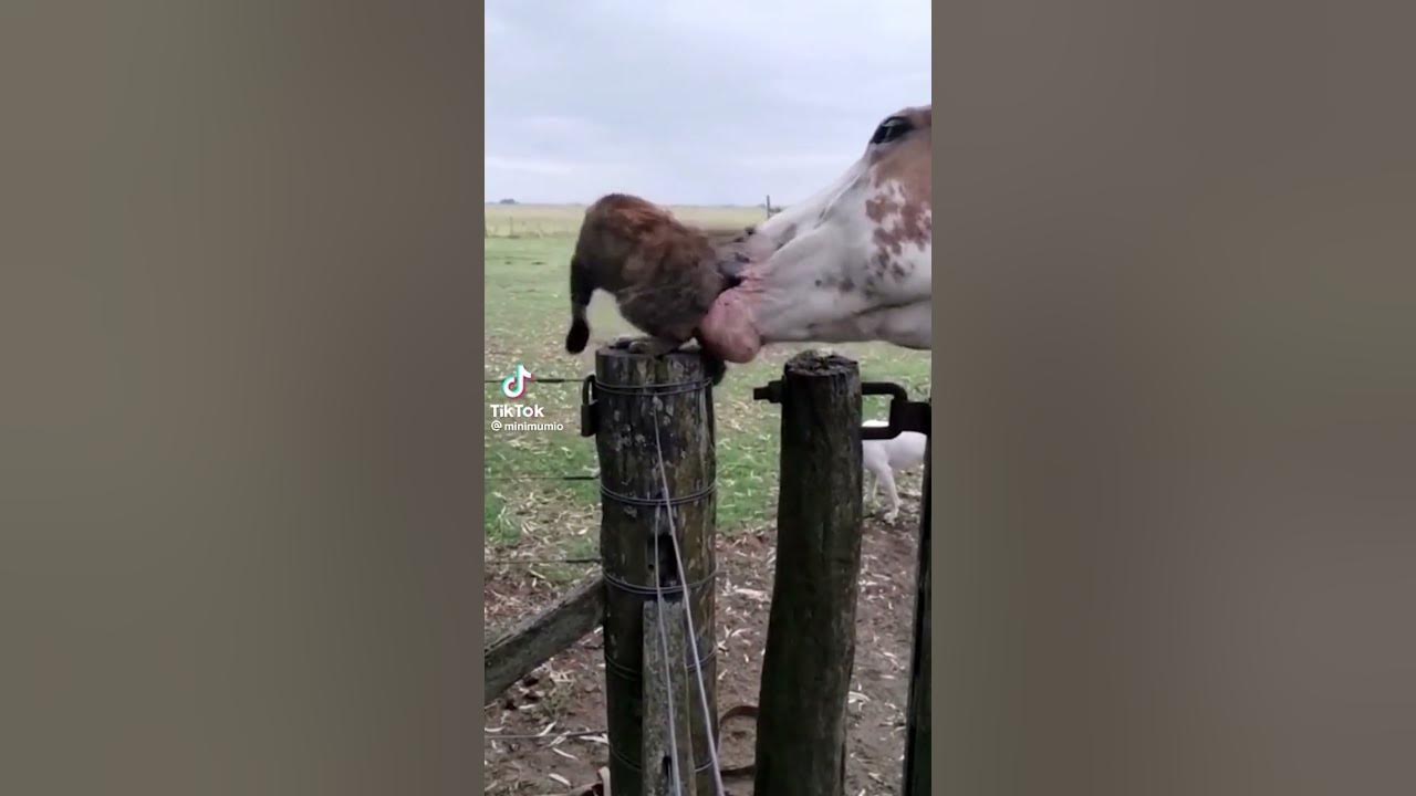 Horse Bites Cat!!! YouTube