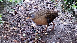 A Rare Virginia Rail Visits Bryant Park #birds