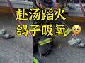 感动外网：山火消防给鸽子吸氧 为何欧美爱拍救小动物？