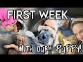 first week with our 8-week-old rescue puppy!