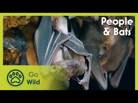 People & Bats | Go Wild