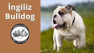 İngiliz Bulldog - Köpek Irkı Tanıtımı