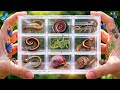 Catch insects and small animals, I got grasshoppers, millipedes and snails #insects #millipede
