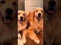 Cute Golden Retriever Dogs Adorable Video Dog Puppy Cutedog Trending Pets Cuteanimals Shorts