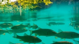 Croatia 's natural beauty - by bike through the country Time-lapse, Milky way, Plitvice Lakes Nature