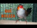 LA BELLEZA DE LA ESTRILDA MELPODA🐥 Características y reproducción de estrildas