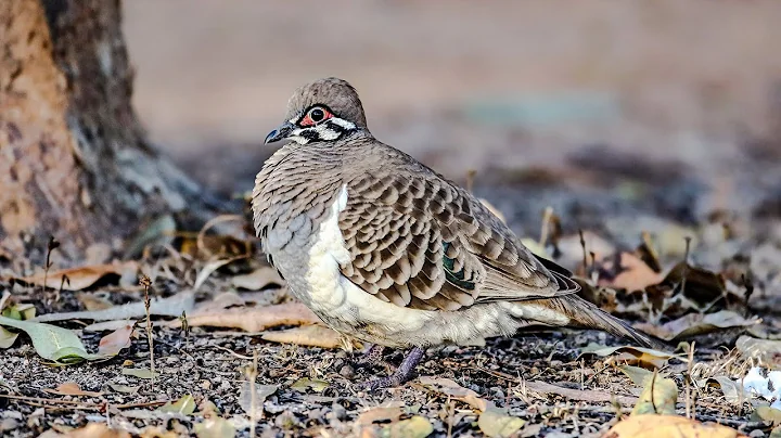 Pigeons and Doves of Australia. A Documentary - DayDayNews