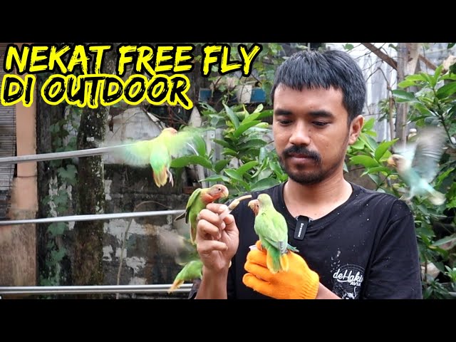 LOVE BIRD FREE FLY OUTDOOR PRIME class=