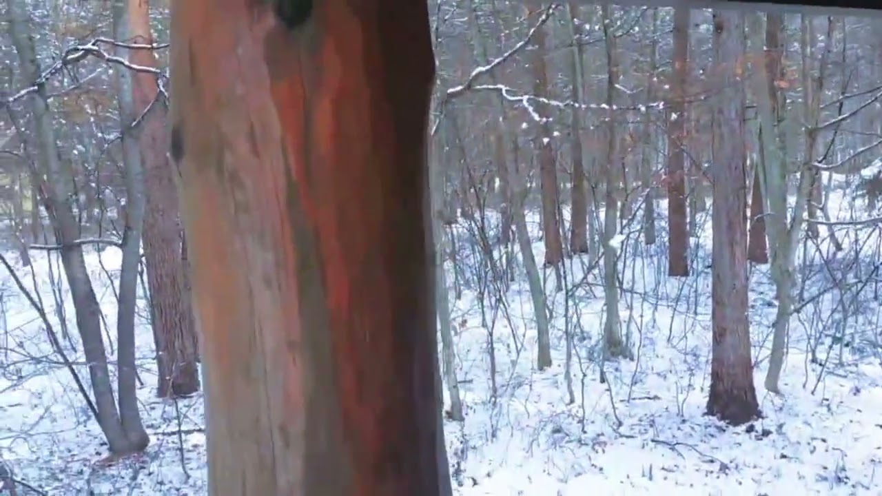 Yuge dump on Bear Mountain Ranch, heading up to the alps to drop a freezer queen & ski back down