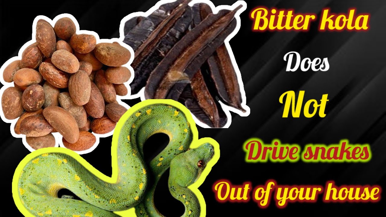 Bitter kola does not drive snakes out of your house. (A MUST WATCH). 