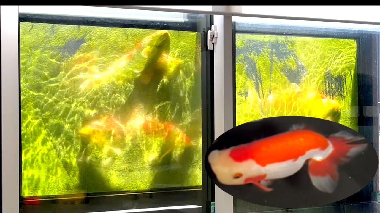 近況やら