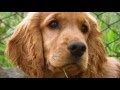 Cocker Spaniel Training Tips How to train a Cocker Spaniel at home