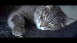 Наши любимые питомцы Наши любимые питомцы