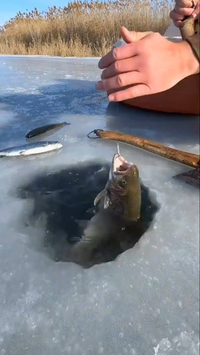 'Mountain River Fish Cooking with Butter | Jungle Recipe That Will Blow Your Mind!' #cookingoutdoo