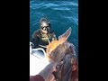 Gros mrou 22 kg   33 m profondeur robalos spearfishing morocco