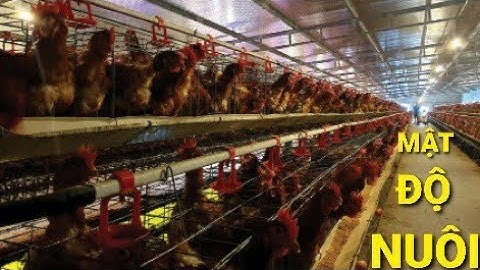 1m2 nuôi được bao nhiêu con gà năm 2024