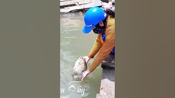 💥💫Người dân đổ xô ra Sông Vàm Nao xem 3 Cụ Rùa cùng hàng 100 Tấn Cá vào bờ trú ẩn#quocmientay1982